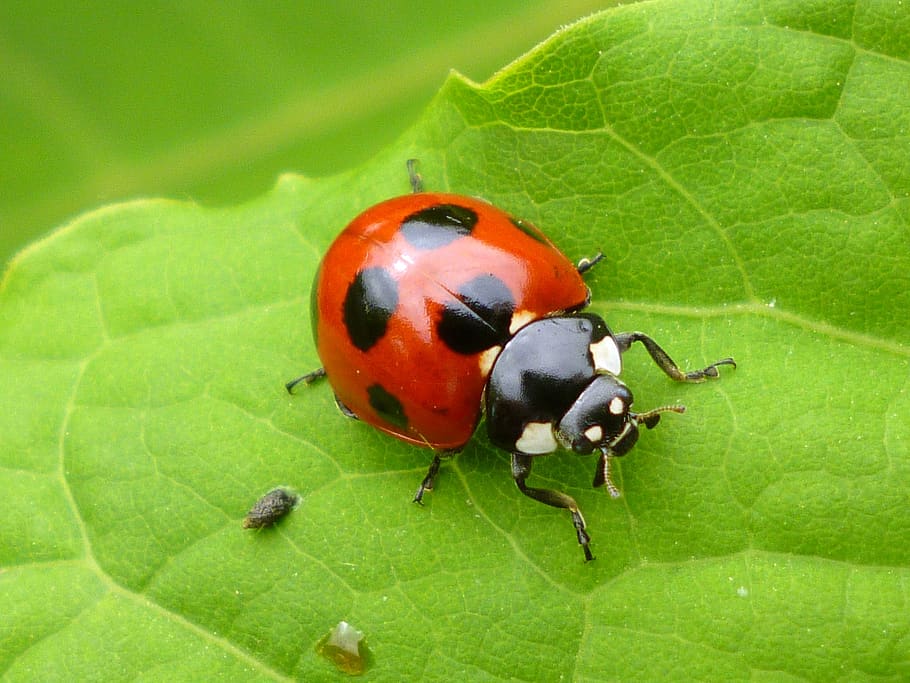 bug, beetle, natural, creatures, ladybird, ladybug, macro, leaf HD wallpaper