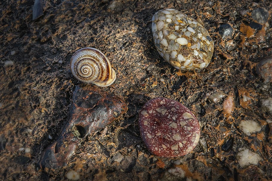 snail, stone, shell, spiral, beach, animal themes, animal wildlife HD wallpaper