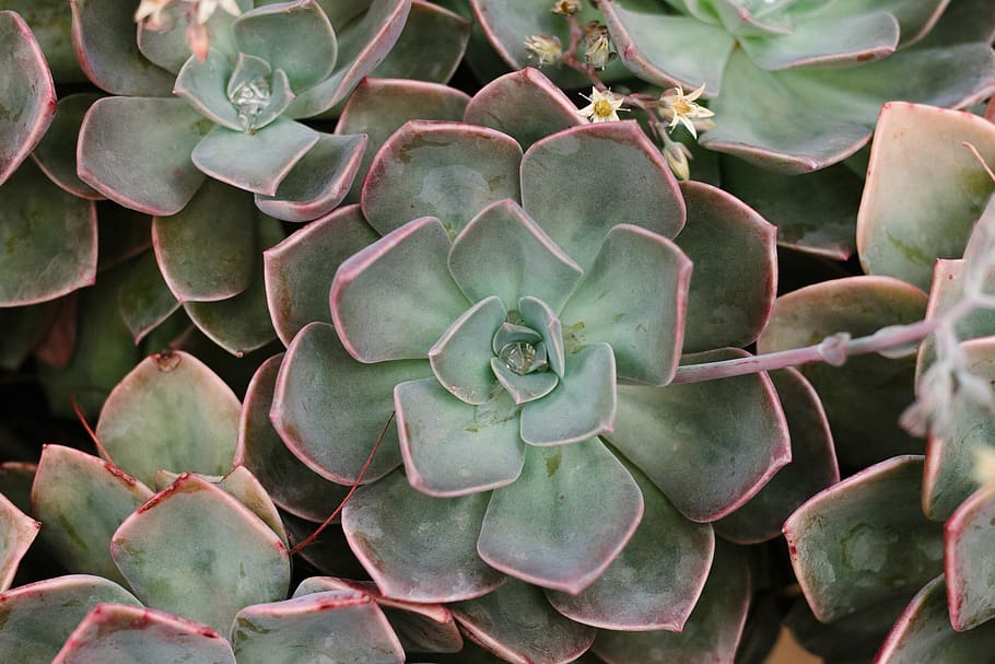 succulent, plant, green, succulent plant, growth, leaf, green color HD wallpaper