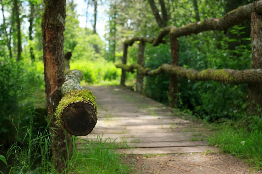 tree, moss, forest, nature, grass, path, outdoors, bridge, wooden floor HD wallpaper