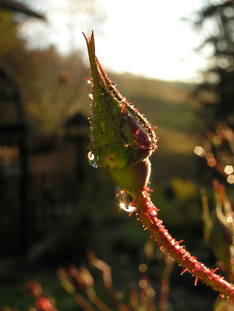 rose, bud, dewdrop, sun, sparkle, morning, garden, nature, plant, HD wallpaper