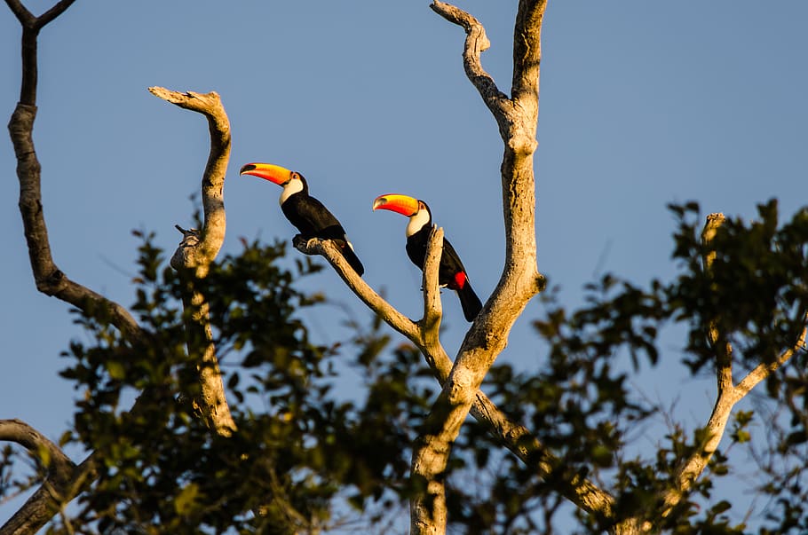 two toco toucans perching on branch, bird, animal, pantanal, brazil, HD wallpaper