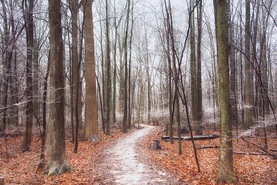 trees, forest, path, nature, landscape, mood, trail, mystical HD wallpaper