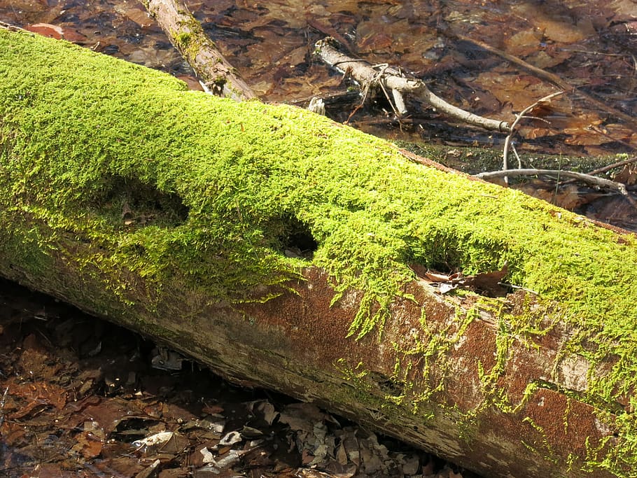 log, moss, holes, green, decay, tan, green color, no people HD wallpaper