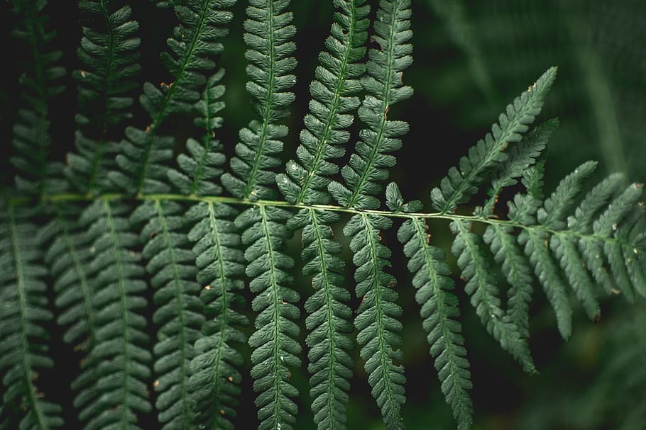 green leafed plant, flora, fern, austria, conifer, tree, grey HD wallpaper