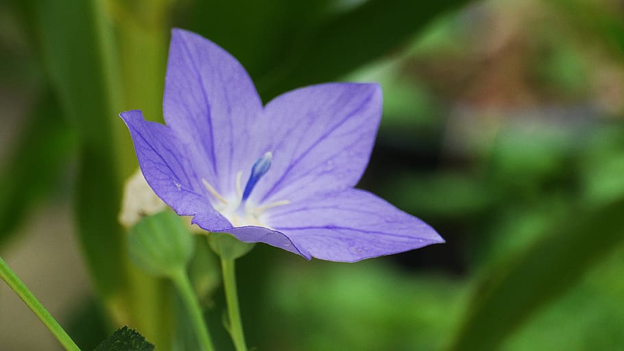 help us, flowers, spring, spring flowers, nature, beautiful HD wallpaper