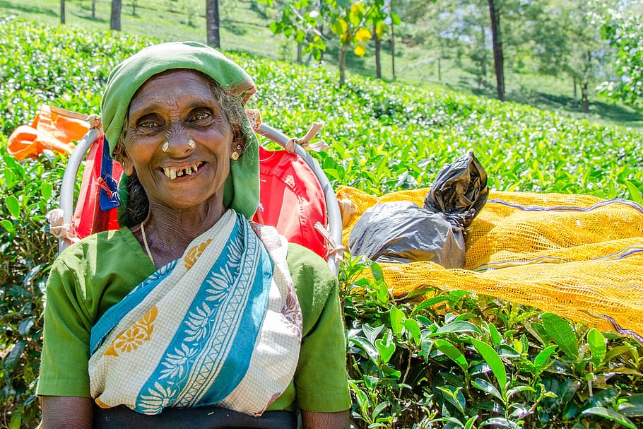 tea picking lady, tea leaves, job, nuwara eliya, sri lanka