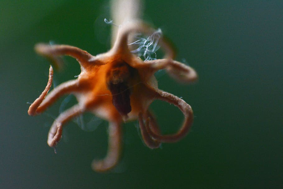 flower, dead, brown, green, macro, one animal, animal themes HD wallpaper