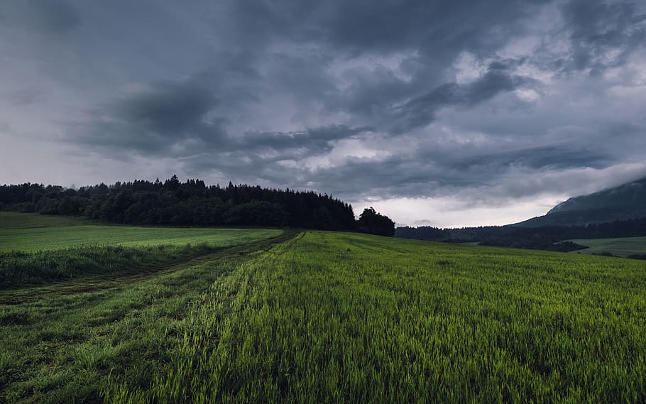 field, grass, storm, scenery, rain, trees, horizon, sky, clouds HD wallpaper