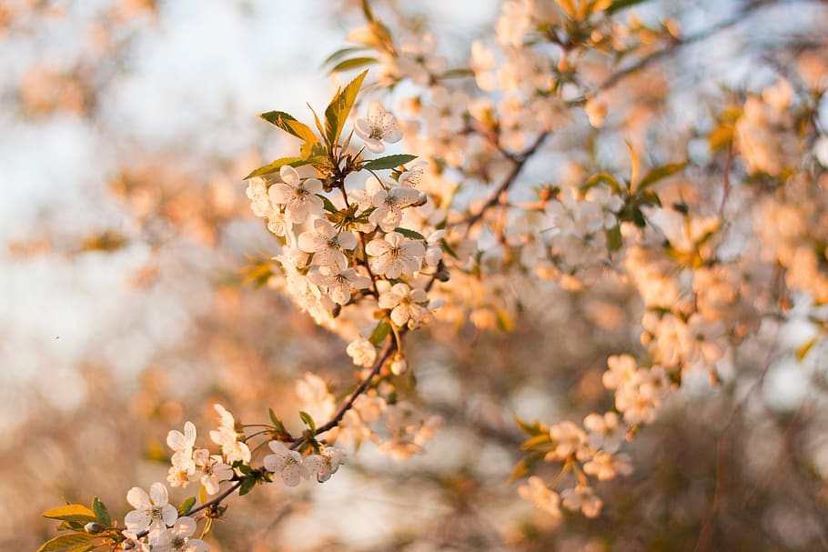 Selective Focus Photography of White Cherry Blossom Flowers, blur HD wallpaper
