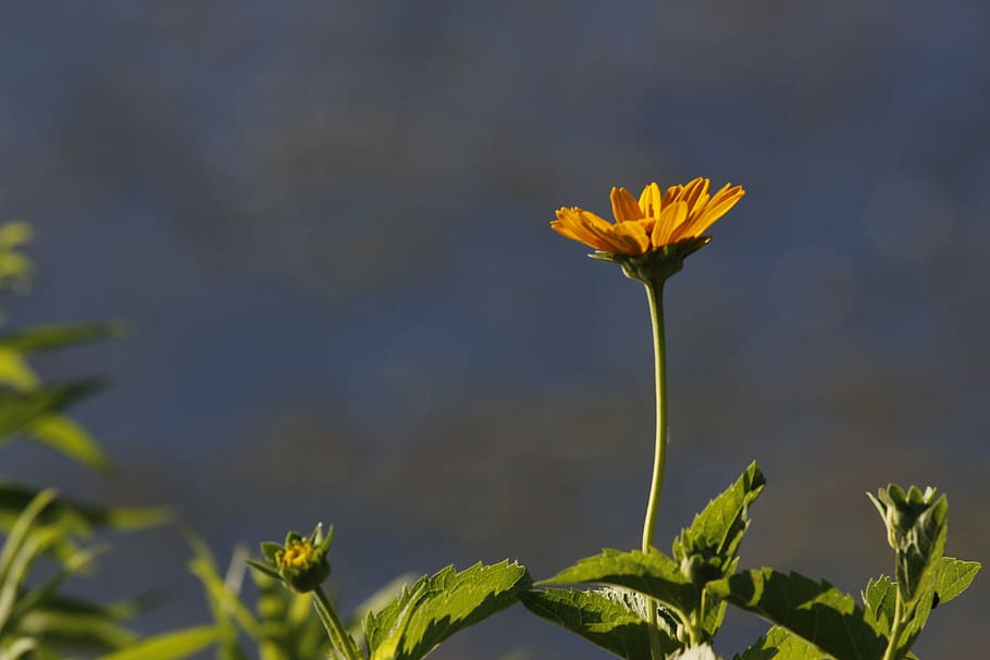 yellow, flower, summer, spring, nature, plant, flowering plant HD wallpaper