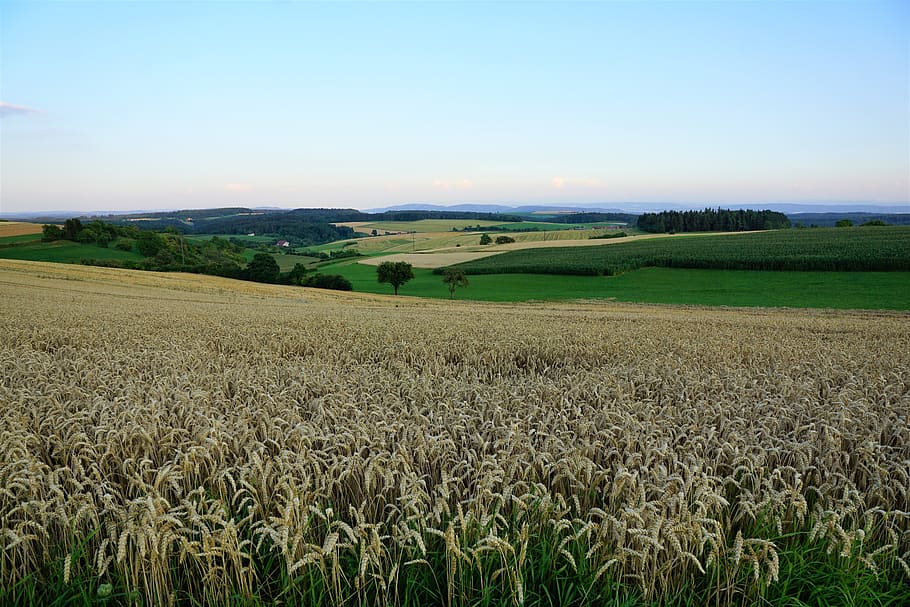 grain, field, bread, summer, hegau, germany, switzerland, lake constance HD wallpaper