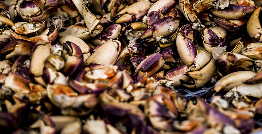 shell, fish, seafood, ocean, seashell, crab, lobster, shellfish HD wallpaper