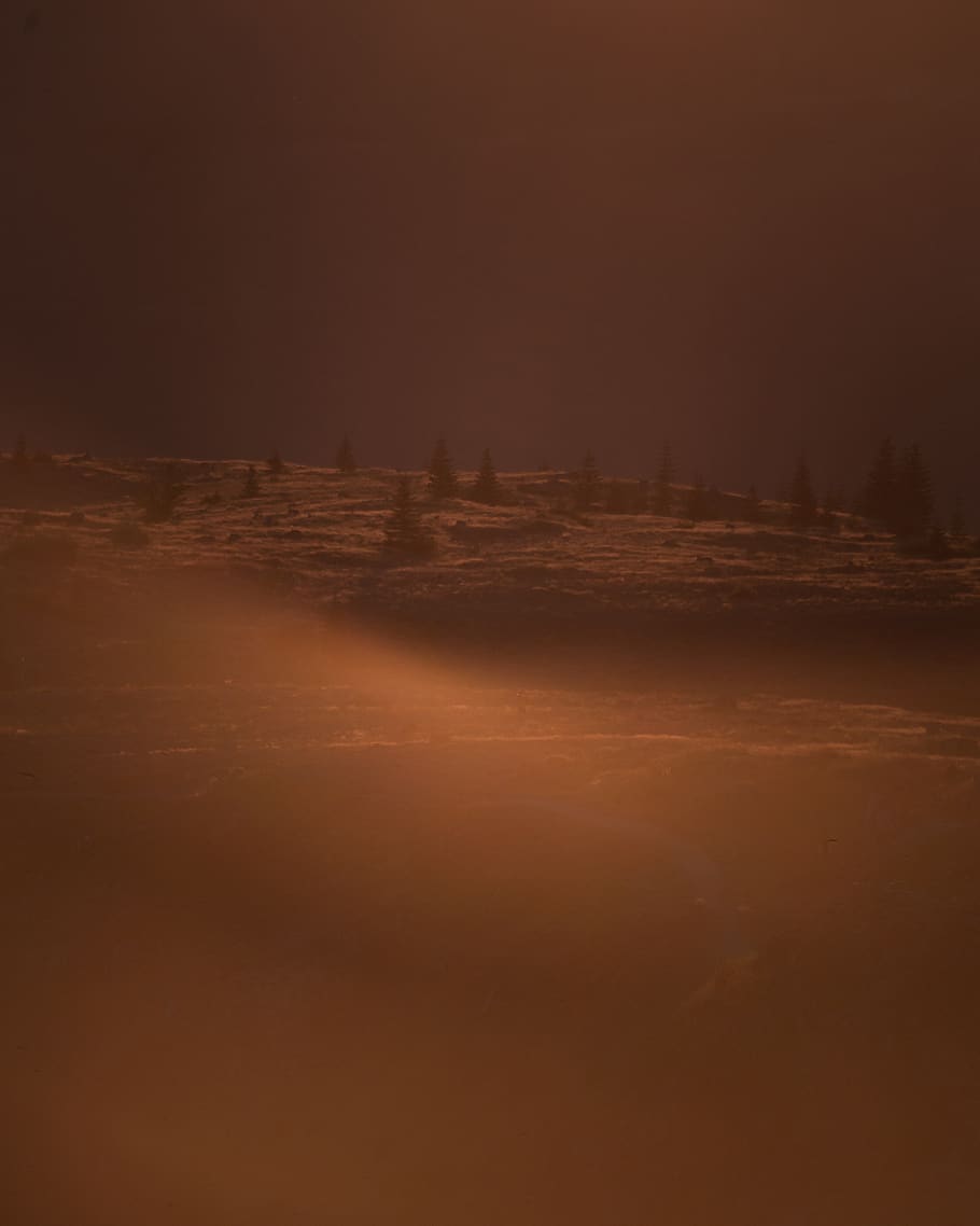 trees on field, nature, outdoors, flare, light, sunset, johnston ridge observatory HD wallpaper
