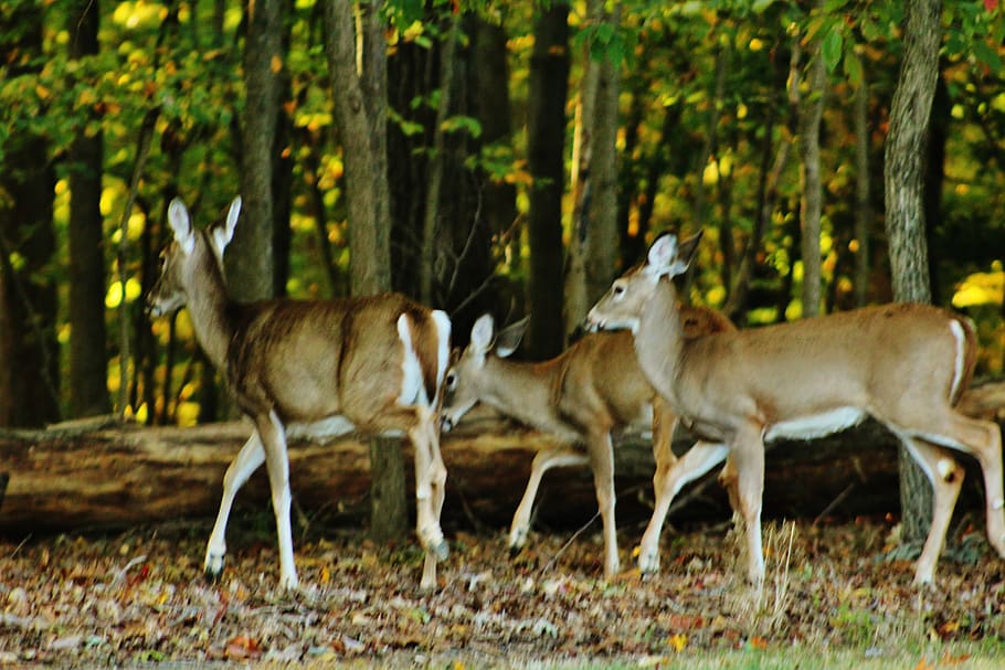 nature photography, animals, deer, whitetail deer, group of animals, HD wallpaper