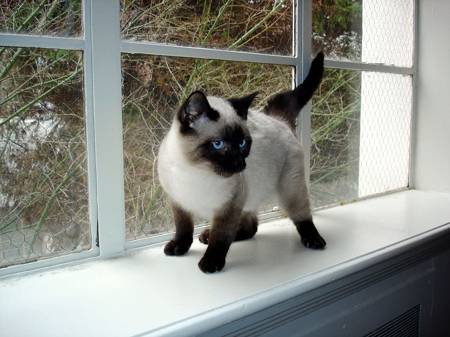 siamese, kitten, cat, pet, animal, wild, nature, mammal, one animal HD wallpaper