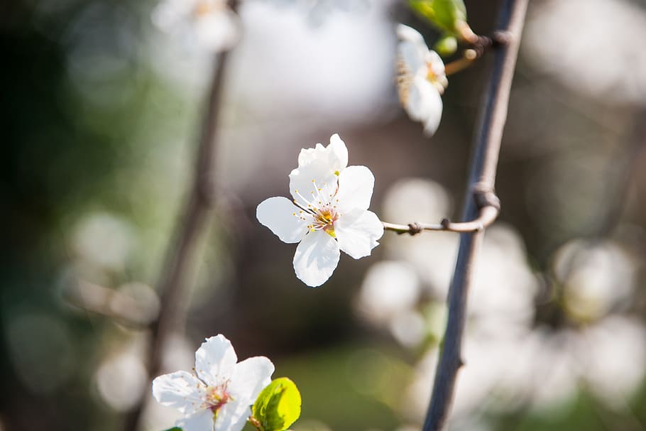 cherry blossom, bloom, spring, tree, branch, nature, flower HD wallpaper