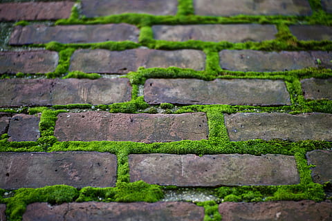 green moss growing in between brick spaces, plant, usa, new york HD wallpaper