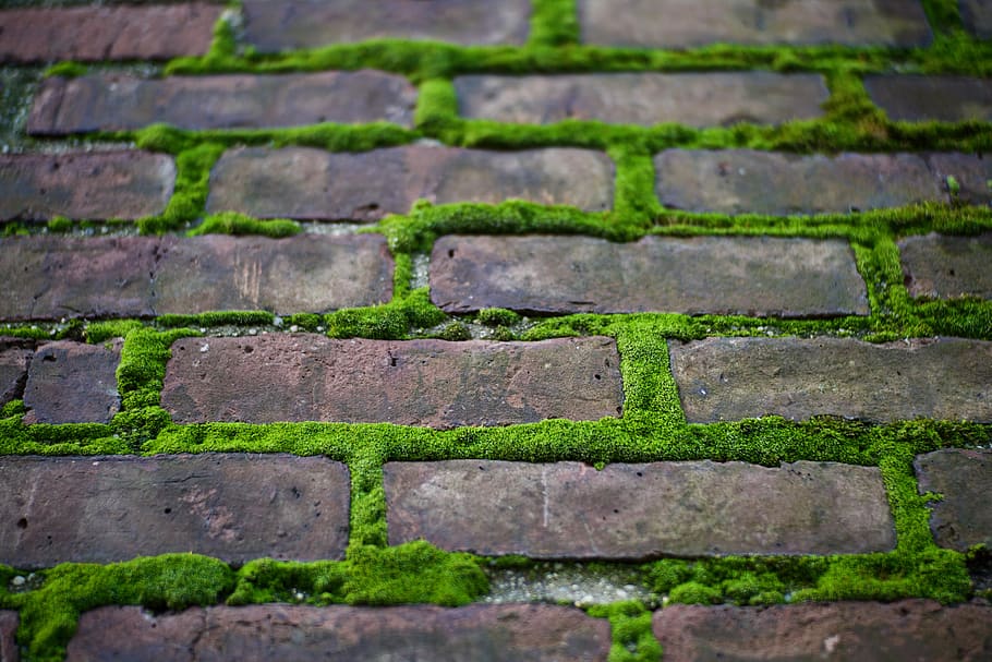 green moss growing in between brick spaces, plant, usa, new york HD wallpaper