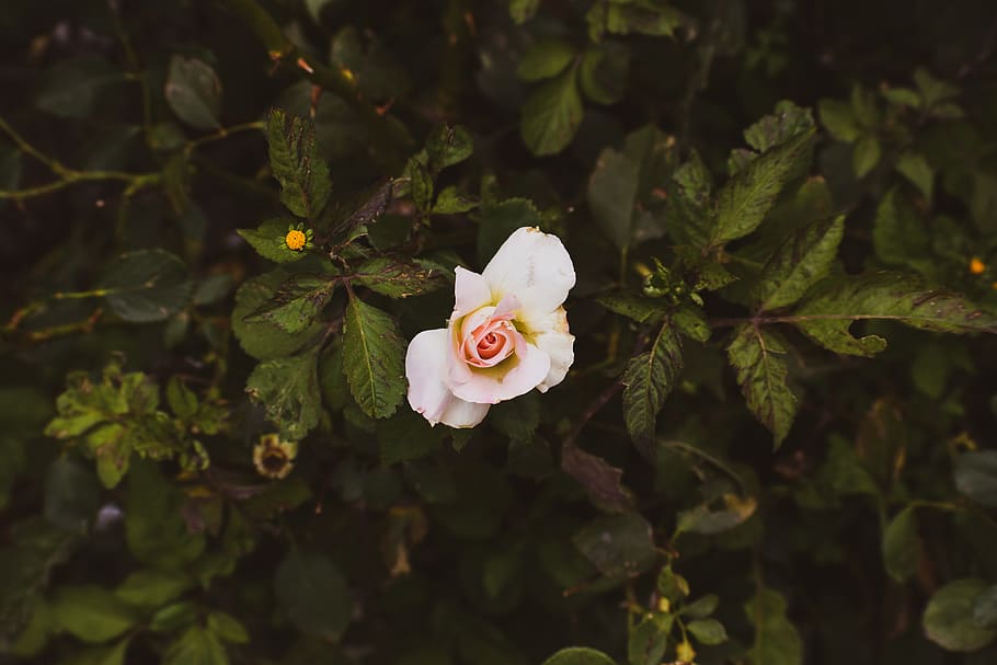 pink and white petaled flower, mint, vase, potted plant, flora HD wallpaper