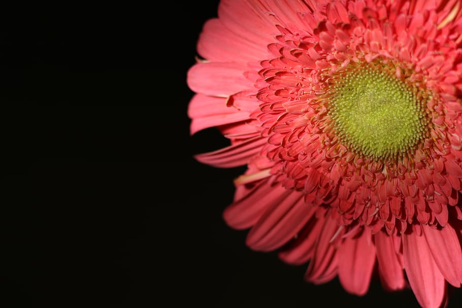 flower, gerbera, pink, blossom, flora, bright, petals, dark background HD wallpaper