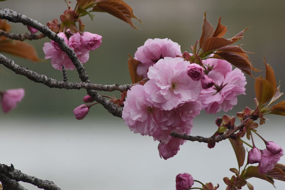pink, flowers, spring, soft, beoc flowers, wildflower, flowering plant HD wallpaper