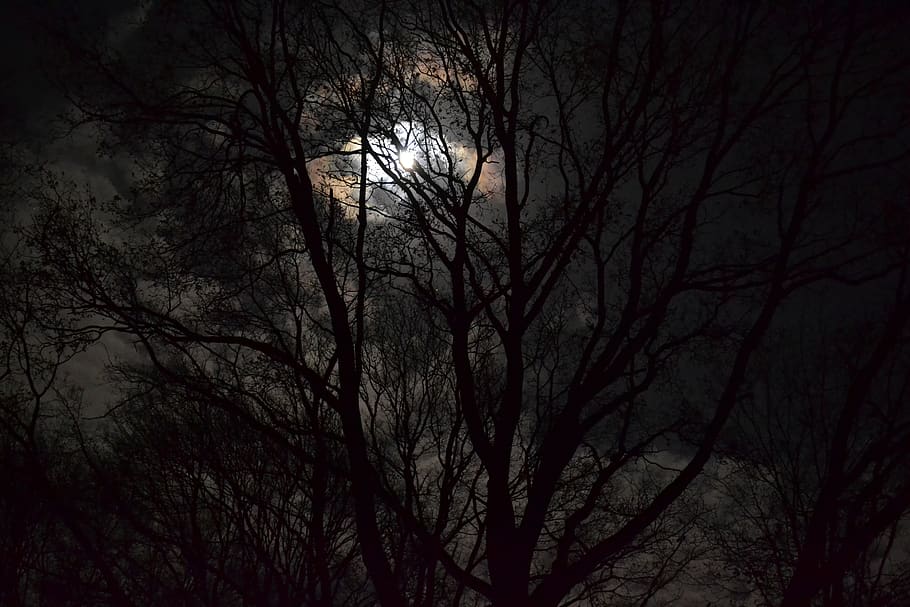 nederland, venray, dark, night, trees, light, moon, forest, HD wallpaper