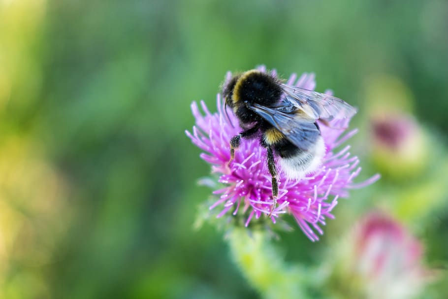 austria, vienna, macro, focus, flower, pink, nature, bumble bee HD wallpaper