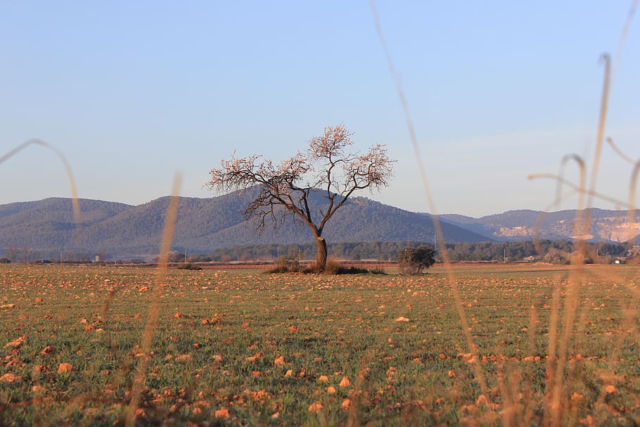 dry, tree, nature, green, autumn, sky, landscape, tranquil scene HD wallpaper