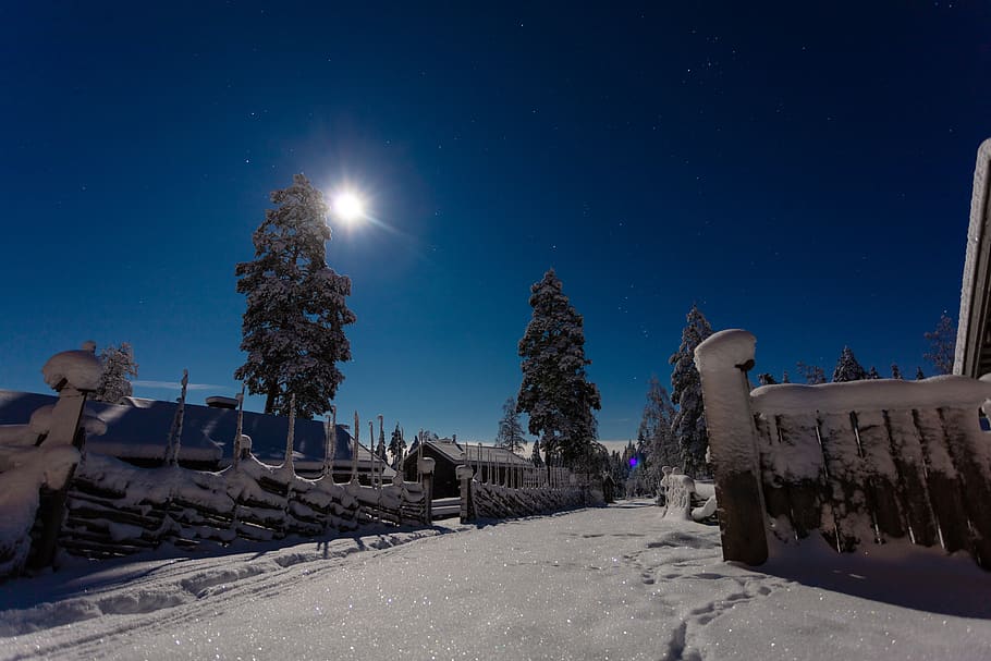 trees surrounded by snow, winter, star, sweden, night, full moon HD wallpaper