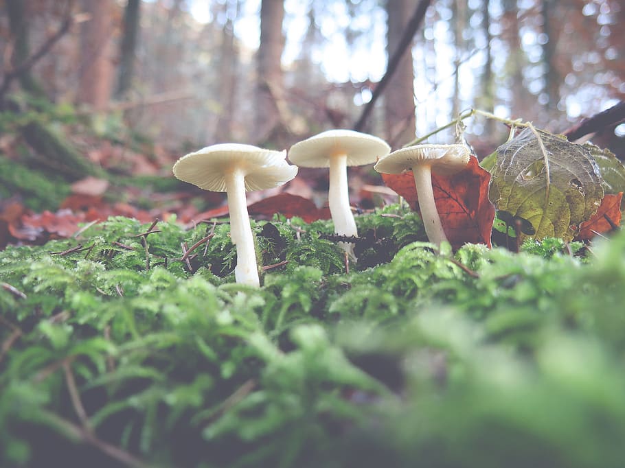 mushroom, autumn, plant, growth, fungus, vegetable, selective focus HD wallpaper