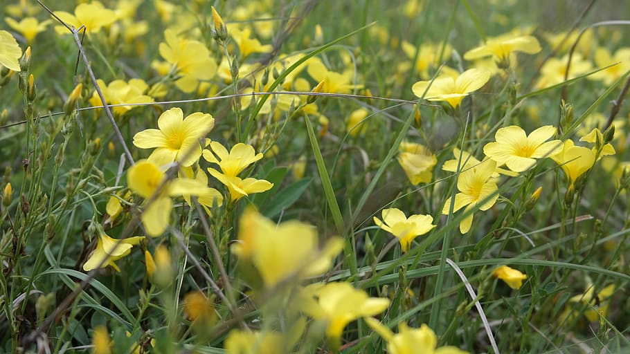 yellow, macro, field, spring, nature, plant, flowering plant HD wallpaper