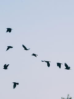 animal, bird, flying, flock, silhouette, crow, white, wildlife HD wallpaper