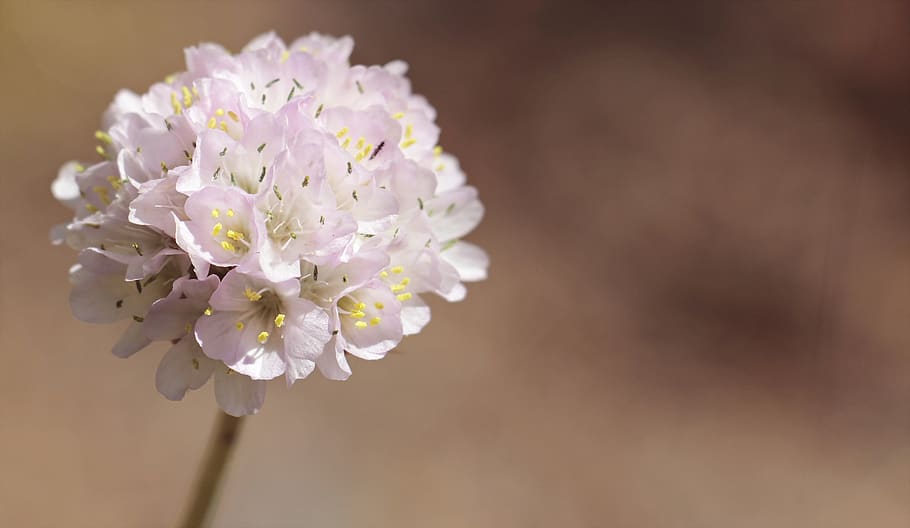 White Petal Flower, bloom, blooming, blossom, blur, close-up HD wallpaper