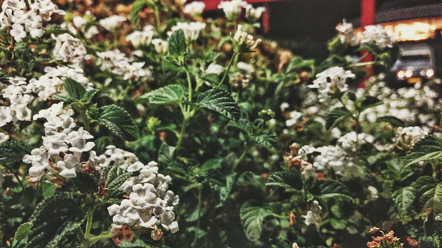 plant, growth, flower, flowering plant, beauty in nature, freshness HD wallpaper