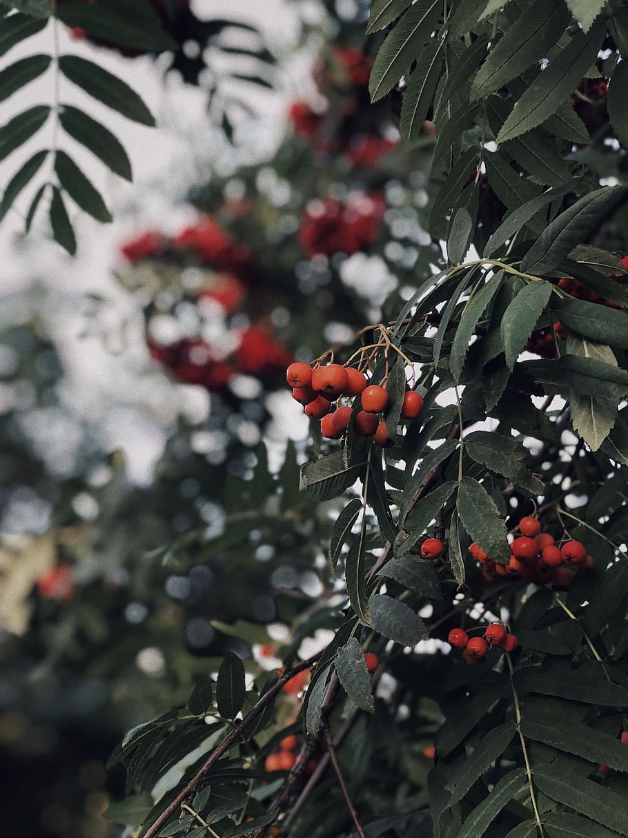 red fruits, plant, food, produce, cherry, tree, leaf, persimmon HD wallpaper