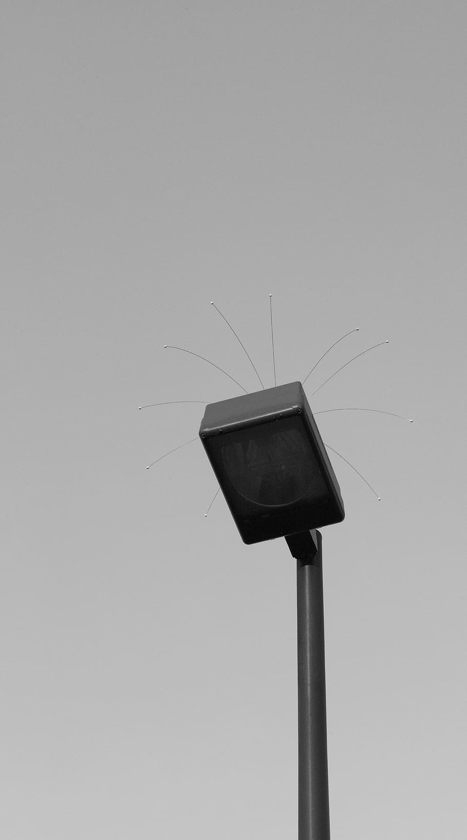black lamp, light, symbol, bird, agelaius, animal, blackbird HD wallpaper
