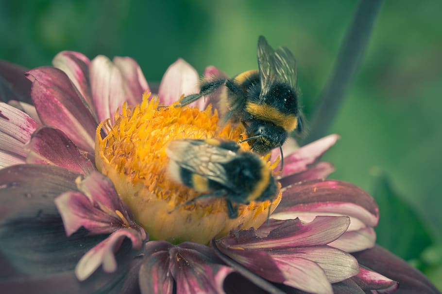pollinating, bee, animal, fly, insect, hortensis, dahlia, fresh HD wallpaper