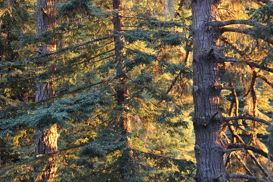 trees, landscape, forest, plant, tree trunk, no people, autumn HD wallpaper
