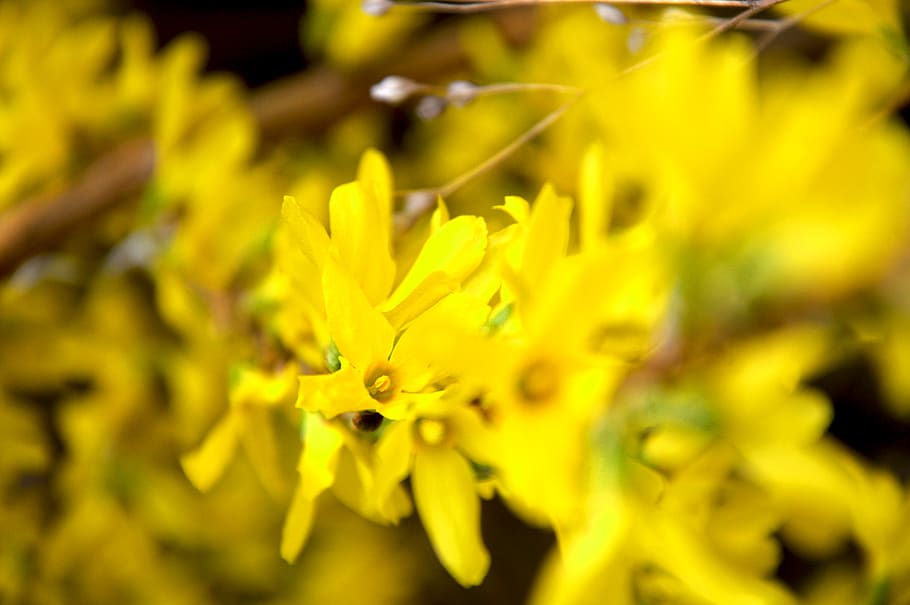 austria, olbendorf, yellow, plant, growth, flower, close-up HD wallpaper