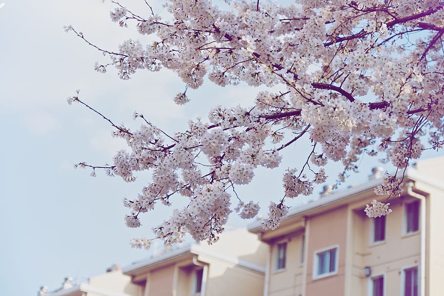 white plum tree across white building, plant, blossom, flower HD wallpaper