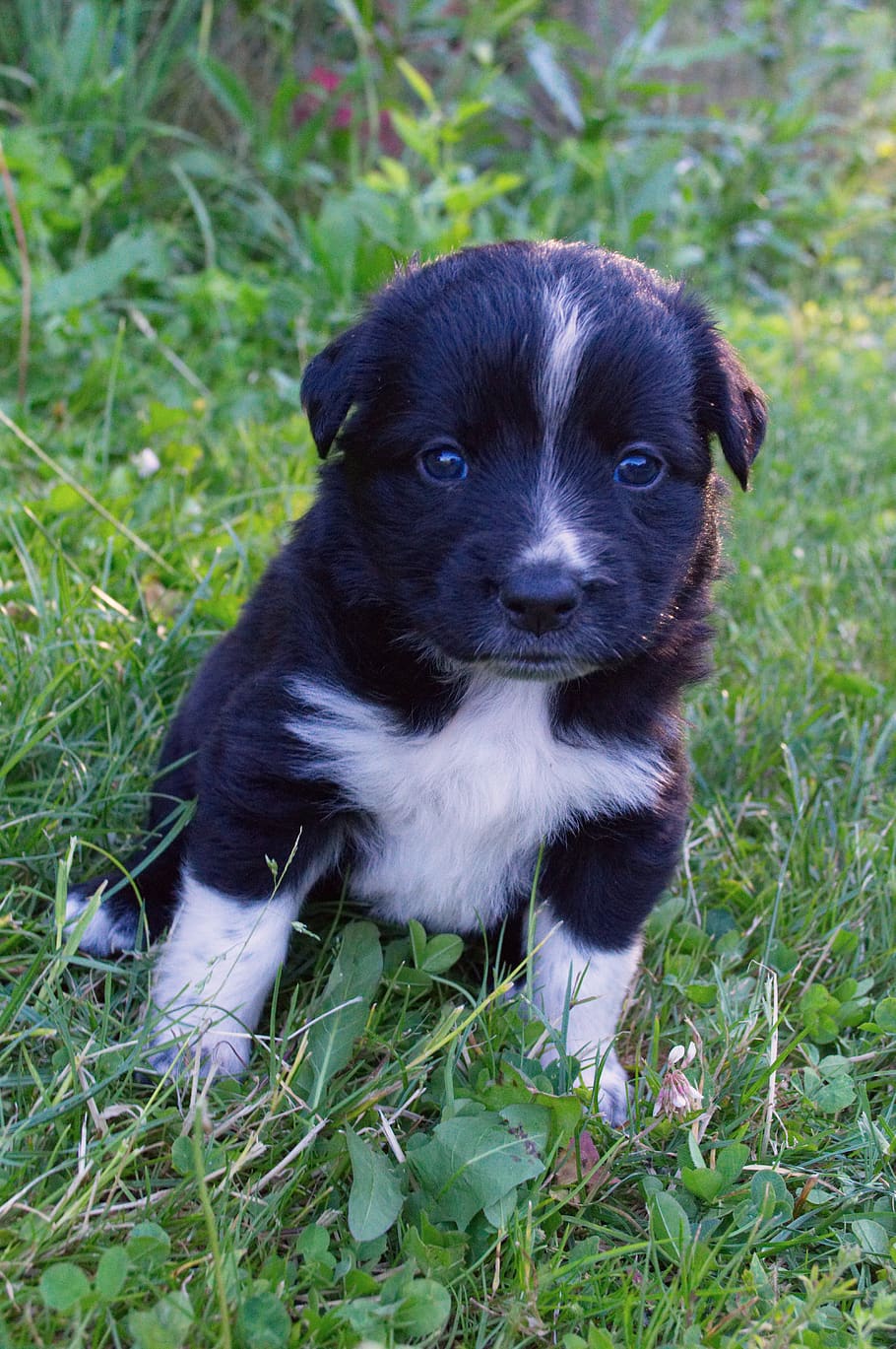 black and white, puppy, do, dog, cute, pet, animal, puppies