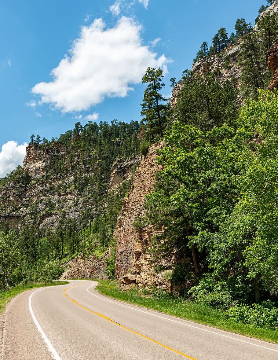 green-leafed trees under blue sky, road, transportation, plant HD wallpaper