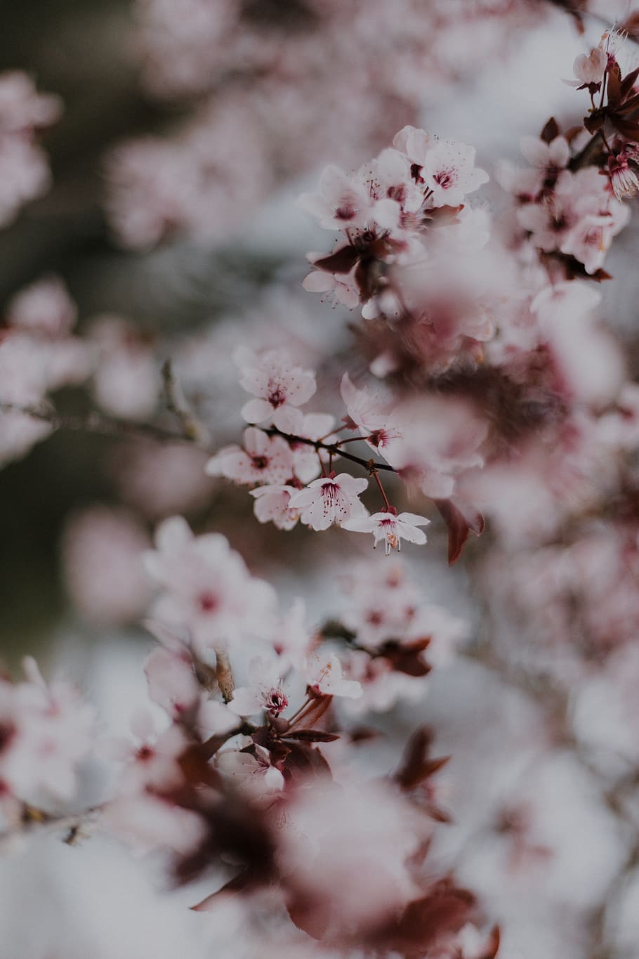pink flowers, fragility, flowering plant, freshness, beauty in nature HD wallpaper