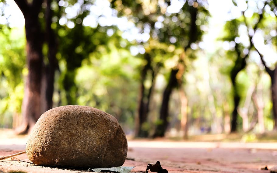 indonesia, monas, tree, focus on foreground, plant, day, nature HD wallpaper