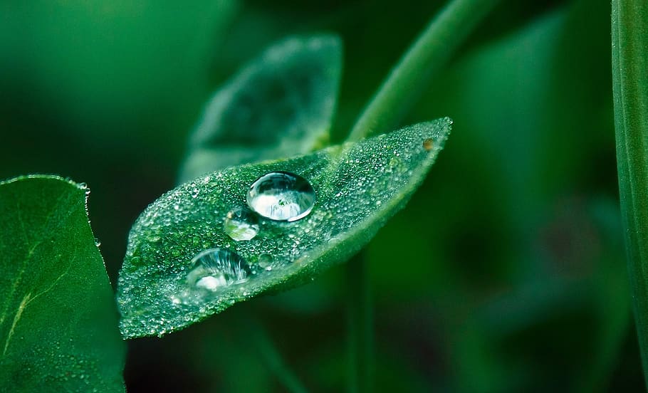 leaf, dew, drops, plant, green color, plant part, growth, close-up HD wallpaper