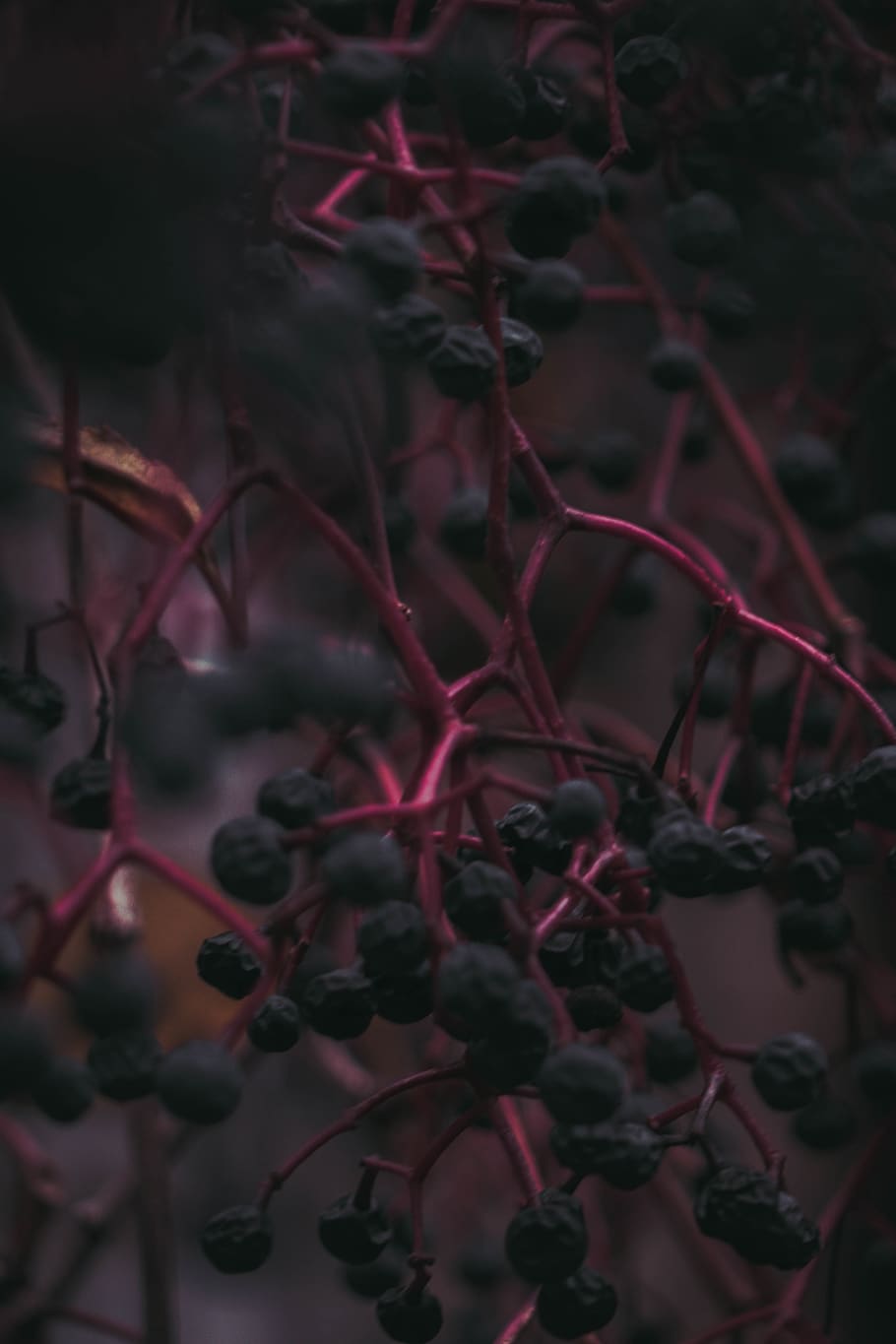 plant, growth, no people, beauty in nature, close-up, selective focus HD wallpaper
