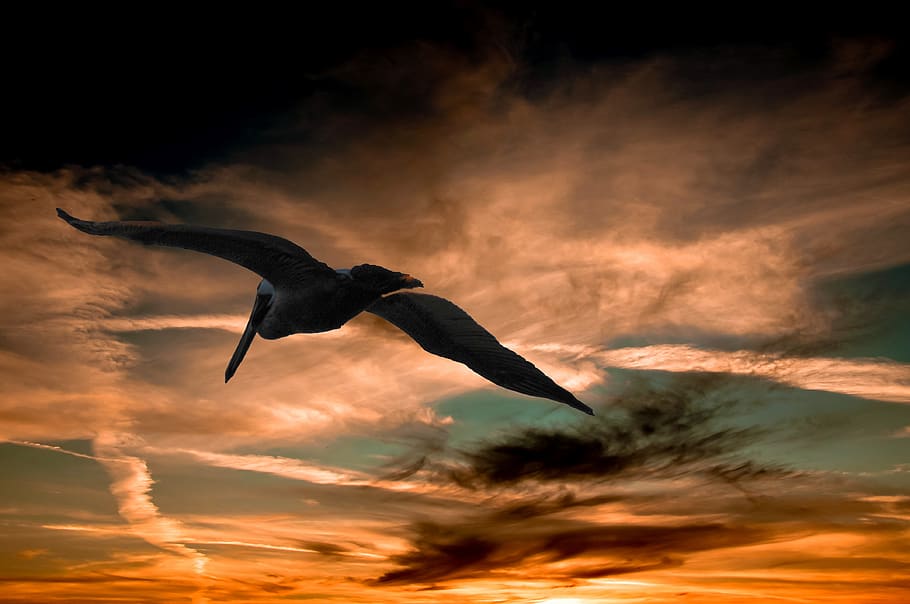 Crane Flying Under Orange and Green Cloudy Sky Low-angle Photography HD wallpaper