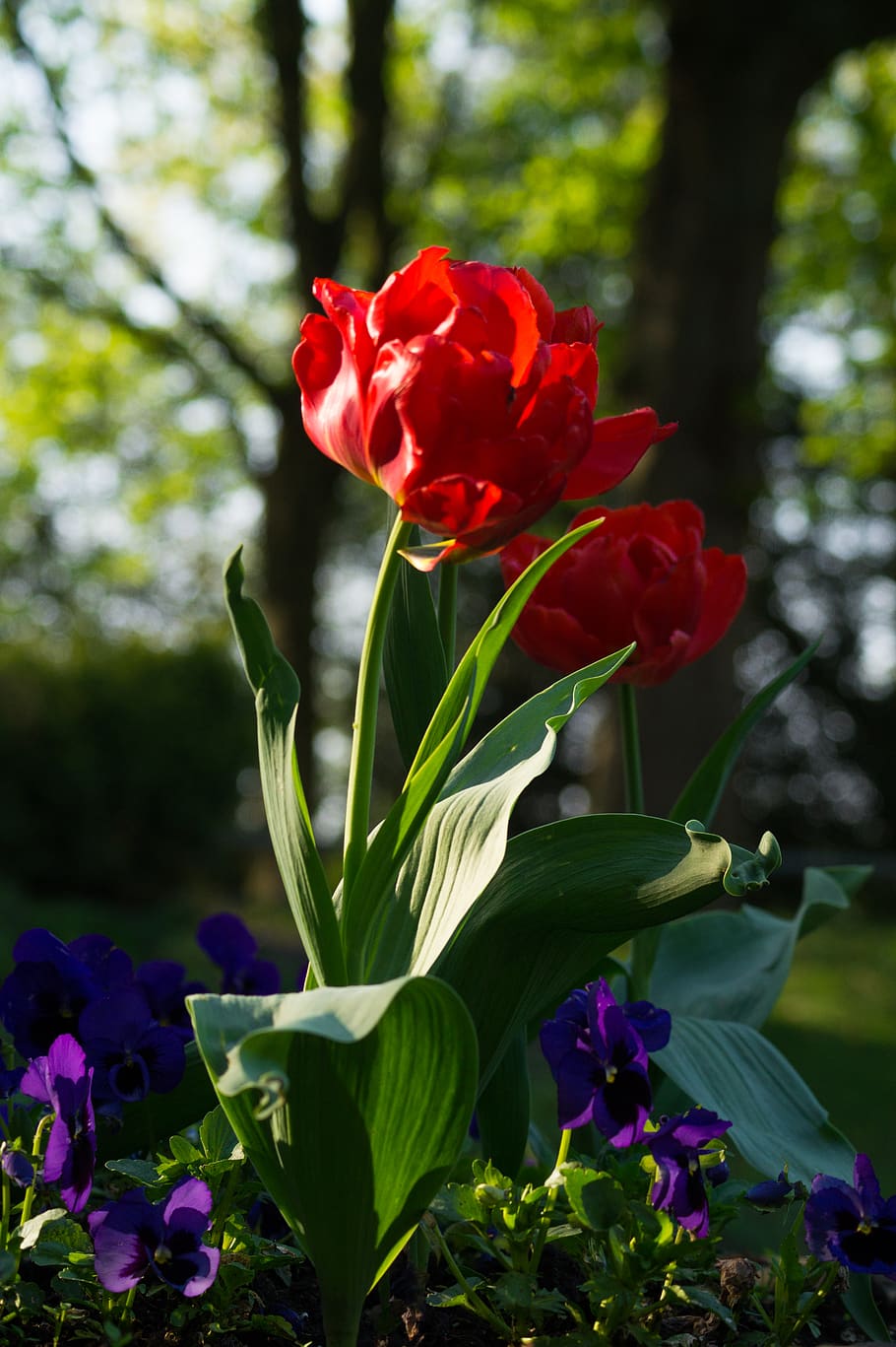 Two Red Flowers, botany, focus, peony, plant, flowering plant HD wallpaper