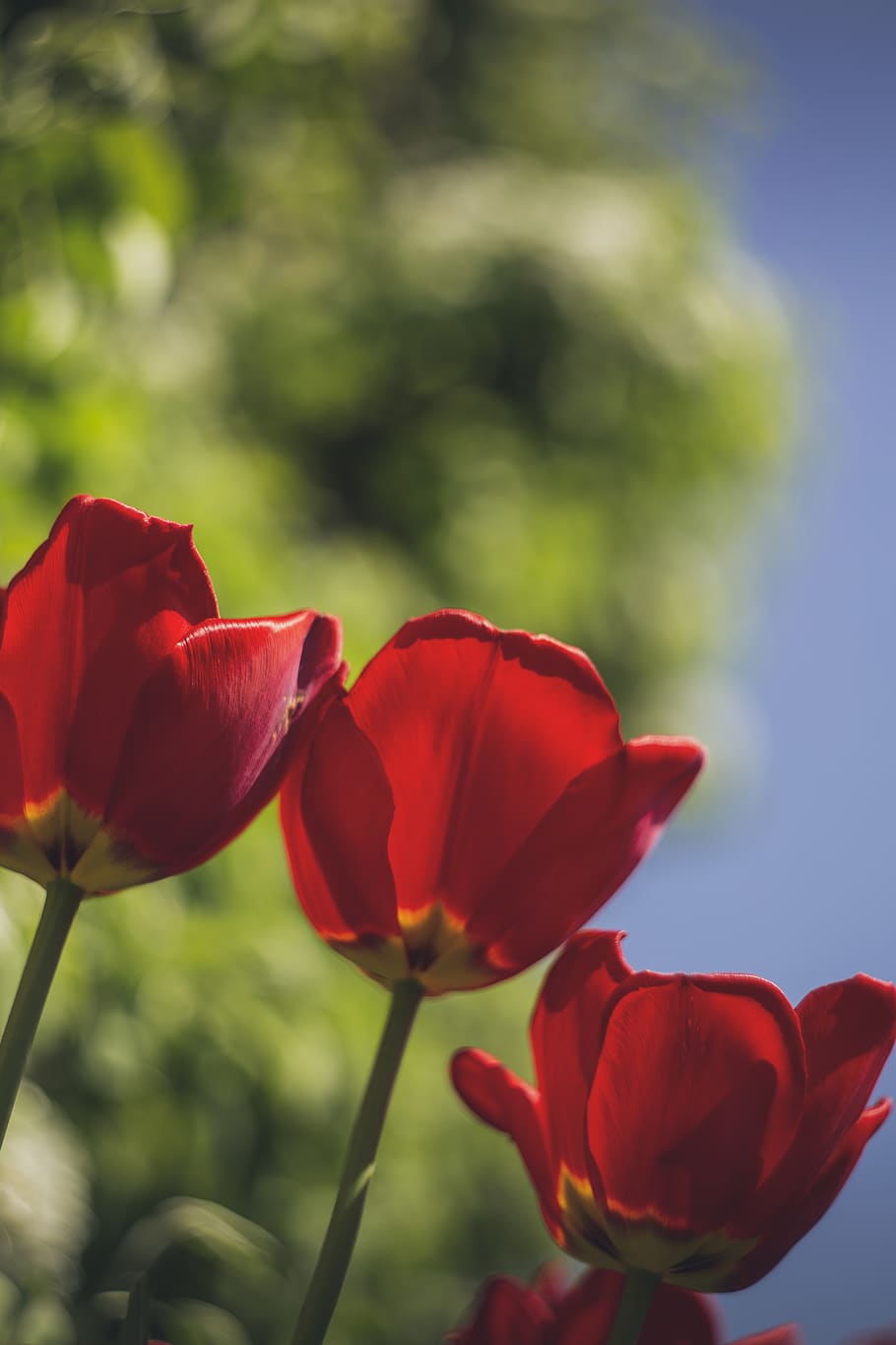 red flowers, person, human, people, blossom, flora, plant, gladiolus HD wallpaper